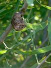 Hakea dactyloides