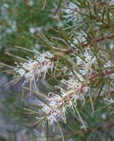 Hakea decurrens decurrens