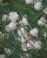 Hakea drupacea