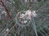 Hakea gibbosa