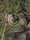 Hakea gibbosa