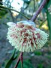 Hakea laurina