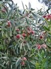 Hakea laurina