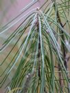 Hakea lissosperma