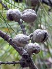 Hakea lissosperma