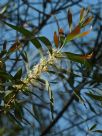 Hakea salicifolia