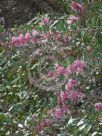 Hakea Burrendong Beauty