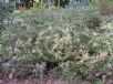 Hakea Burrendong Beauty