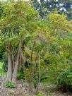 Halleria lucida