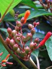 Hamelia patens