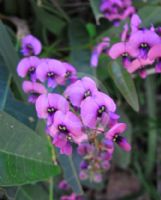 Hardenbergia violacea