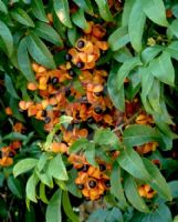 Harpullia pendula