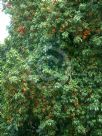 Harpullia pendula