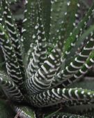 Haworthia attenuata