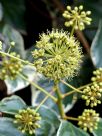 Hedera algeriensis Gloire de Marengo