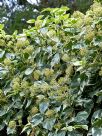 Hedera algeriensis Gloire de Marengo