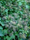 Hedera helix