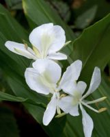 Hedychium coronarium