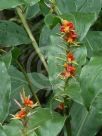 Hedychium gardnerianum