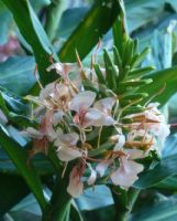 Hedychium Mountain Pink