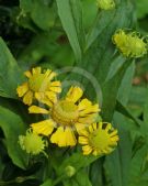 Helenium autumnale