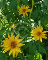 Helianthus tuberosus