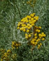 Helichrysum italicum serotinum