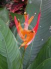 Heliconia psittacorum