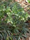 Helleborus foetidus