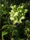 Helleborus argutifolius