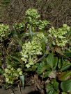 Helleborus argutifolius