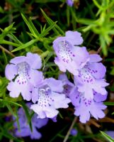 Hemiandra pungens