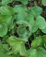 Hepatica nobilis