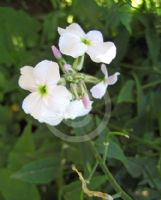 Hesperis matronalis