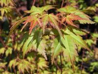 Acer palmatum Bonfire