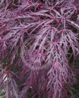 Acer palmatum Dissectum Atropurpureum Group