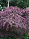 Acer palmatum Dissectum Atropurpureum Group