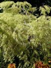 Agonis flexuosa Variegata