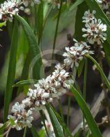 Agonis flexuosa