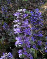 Ajuga reptans