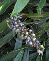 Alpinia caerulea