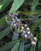 Alpinia caerulea