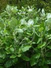 Brachyglottis repanda