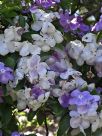 Brunfelsia australis