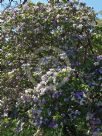 Brunfelsia australis