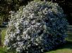 Brunfelsia australis