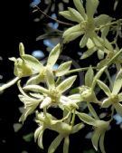 Ceratopetalum gummiferum White Christmas