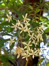 Ceratopetalum gummiferum White Christmas