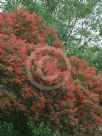Ceratopetalum gummiferum