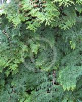 Chamaecyparis lawsoniana Stardust